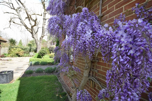Garden Flat -  comfortable cottage for two close to Chichester and Goodwood