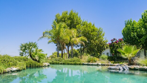 Une piscine aux eaux cristallines, avec une terrasse en bois au premier plan, entourée d’une végétation luxuriante et d’arbres.