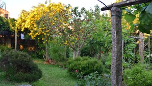 A garden with a variety of plants and a pergola structure.