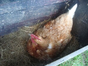 Pool - Three bedroom cottage in a landscaped courtyard set in the heart of Ireland's Ancient East region. (Navan)