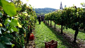 A vineyard with rows of grapevines and a group of people walking in the distance. - Little Vista, Smartno, Goriska Brda - 2 Bedroom Holiday House (Kojsko)