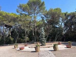 Ein Garten mit in Kreisen angeordneten Kübelpflanzen, umgeben von Bäumen.