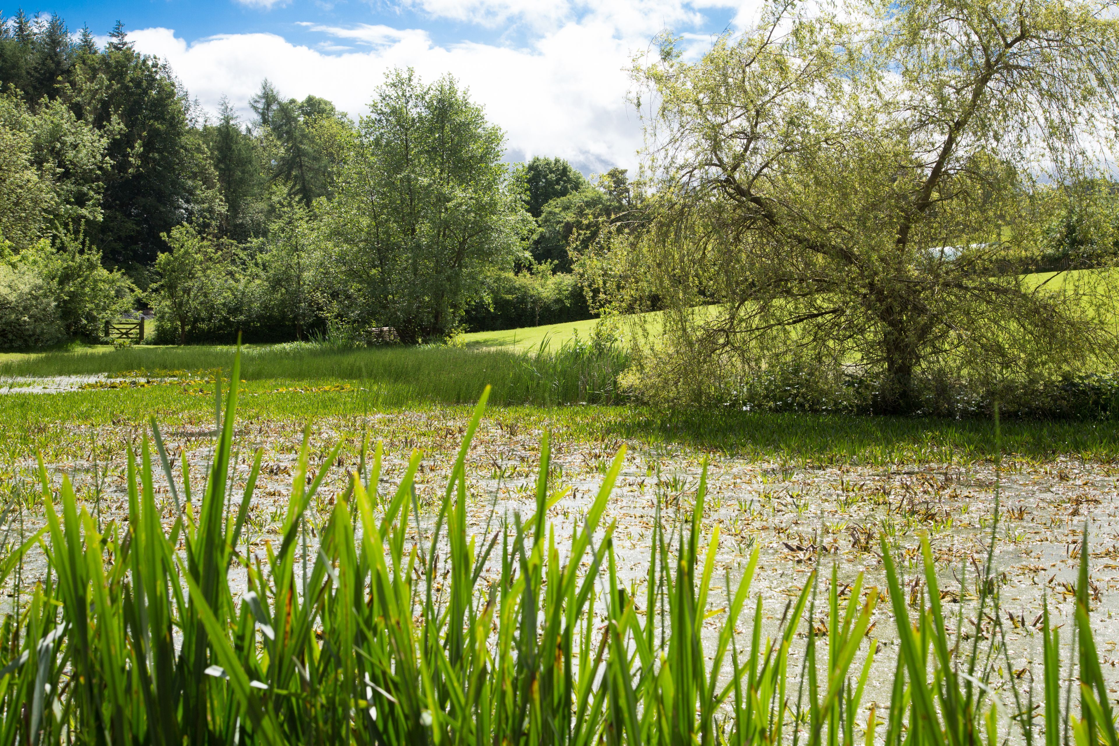 A natural landscape with a pond, grassy areas, and trees.