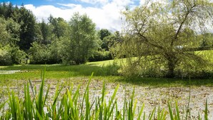 A natural landscape with a pond, grassy areas, and trees.