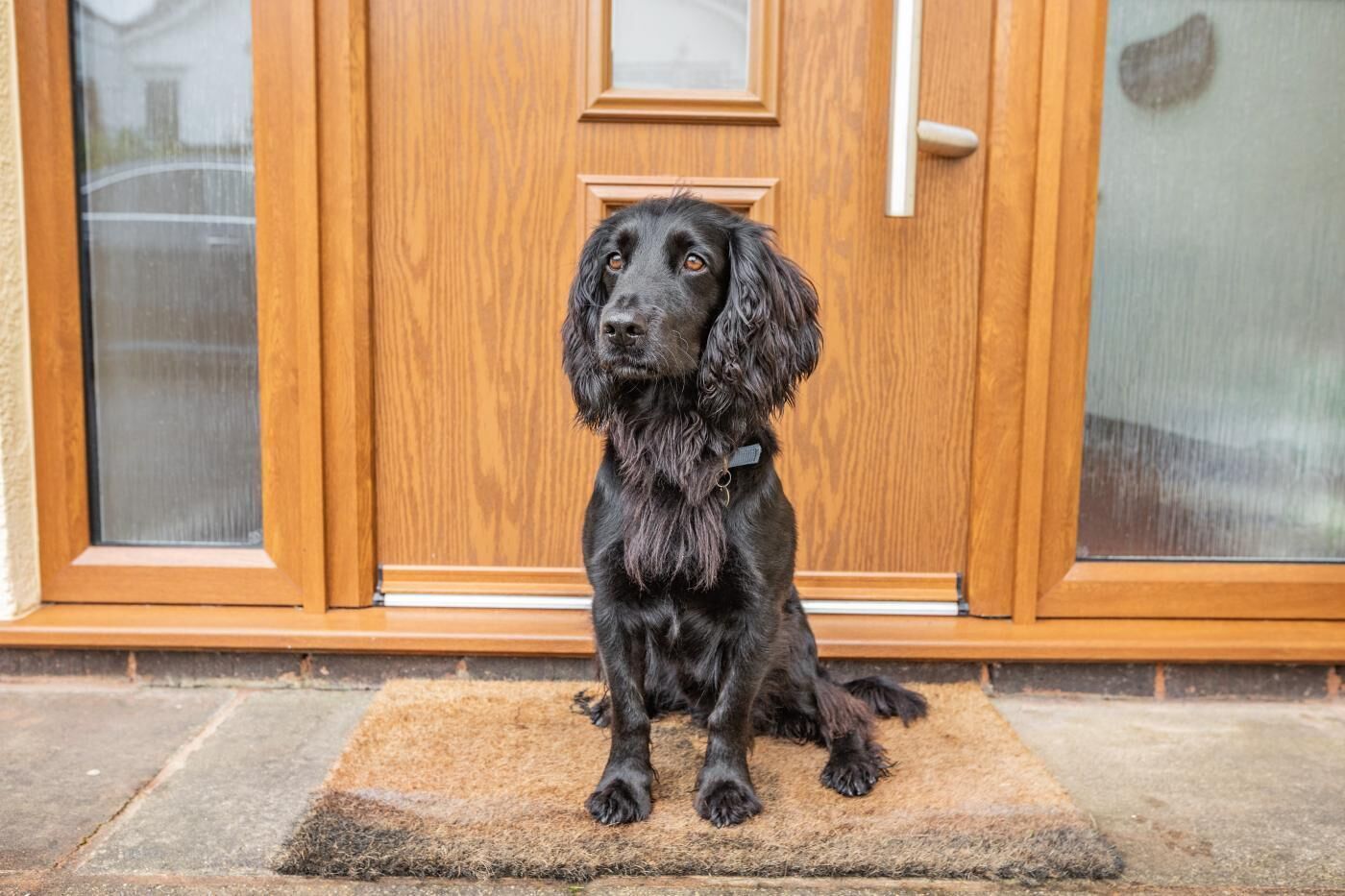 Ein schwarzer Hund sitzt auf einer Fußmatte vor einer Holztür.