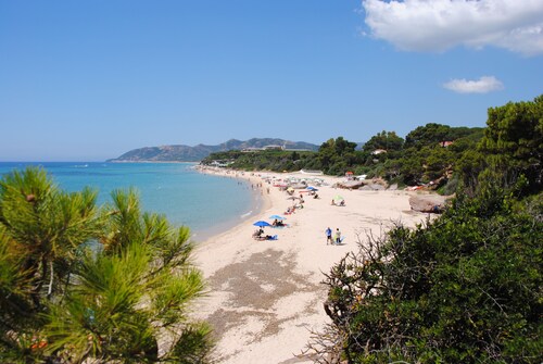 A PINE FOREST BY THE SEA