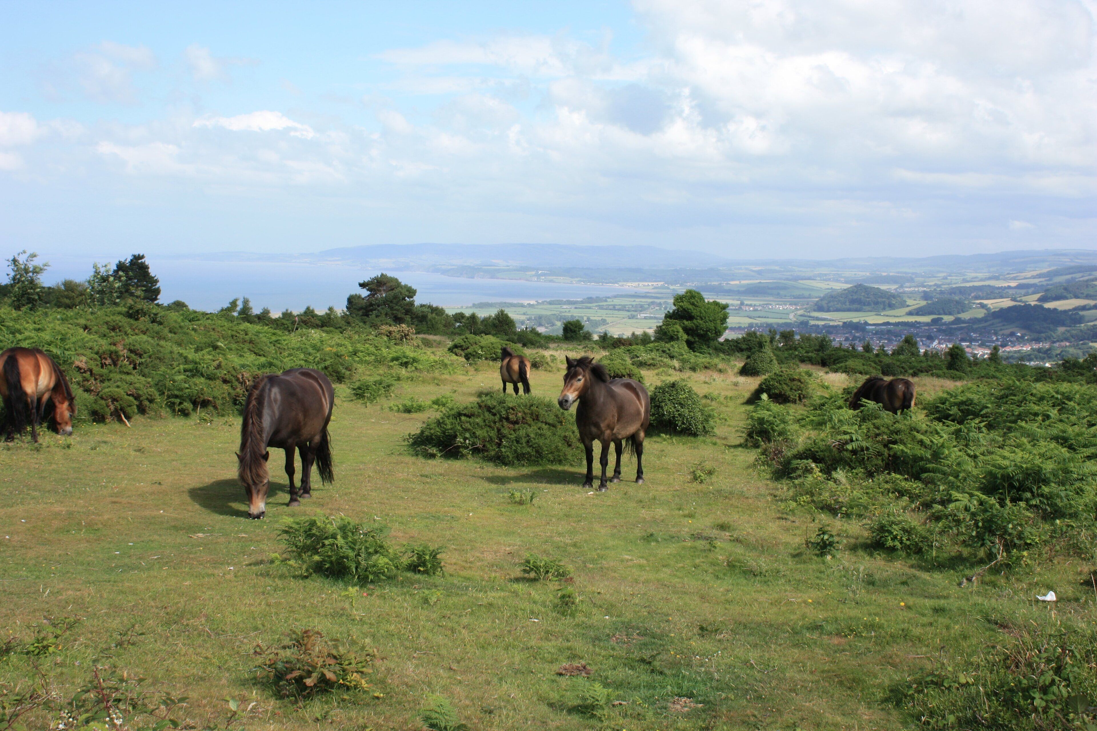A grassy field with horses grazing, surrounded by trees and a distant view of a town.