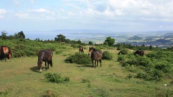 A grassy field with horses grazing, surrounded by trees and a distant view of a town.