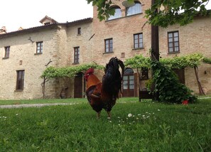 Un coq se tient dans un espace herbeux devant un bâtiment en pierre doté de nombreuses fenêtres et d’une porte.