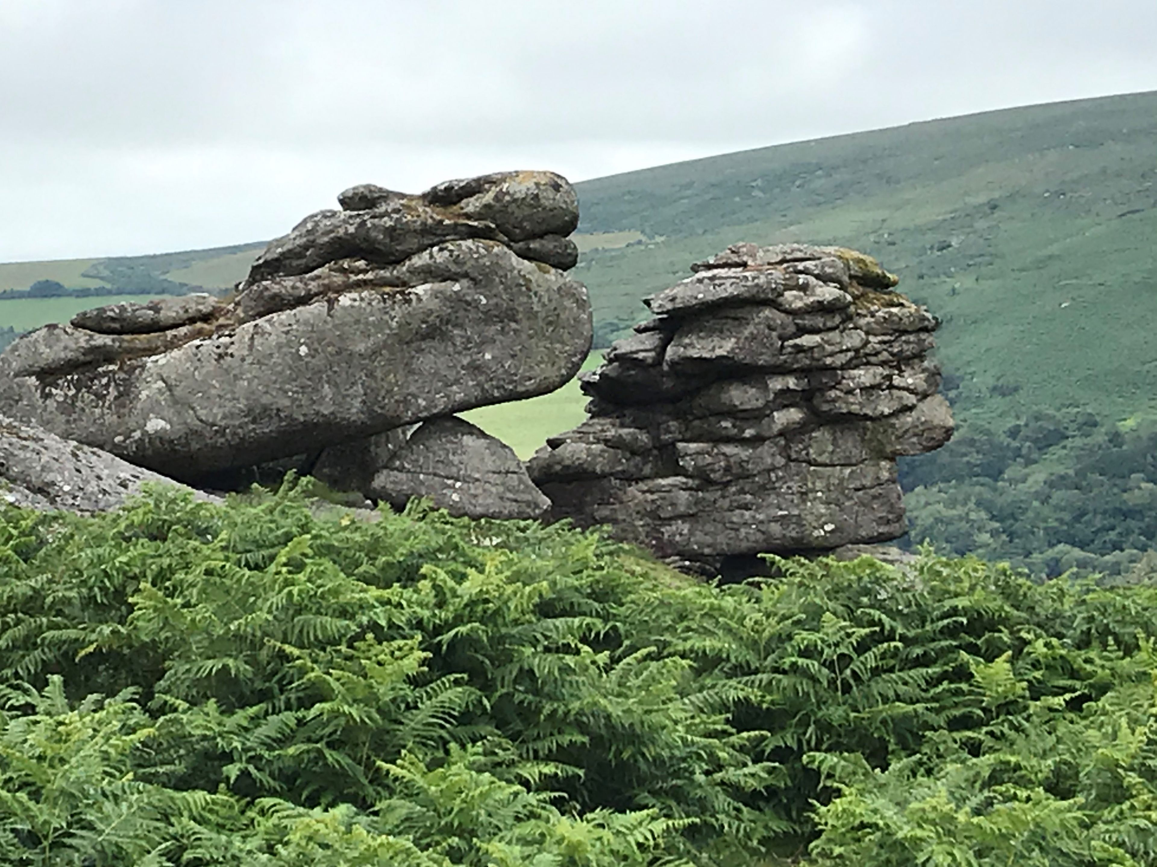 Eine natürliche Landschaft mit Felsformationen und dichtem Farnbewuchs.