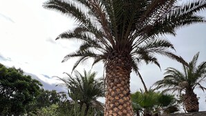 A stone wall with a palm tree and a decorative lamp.