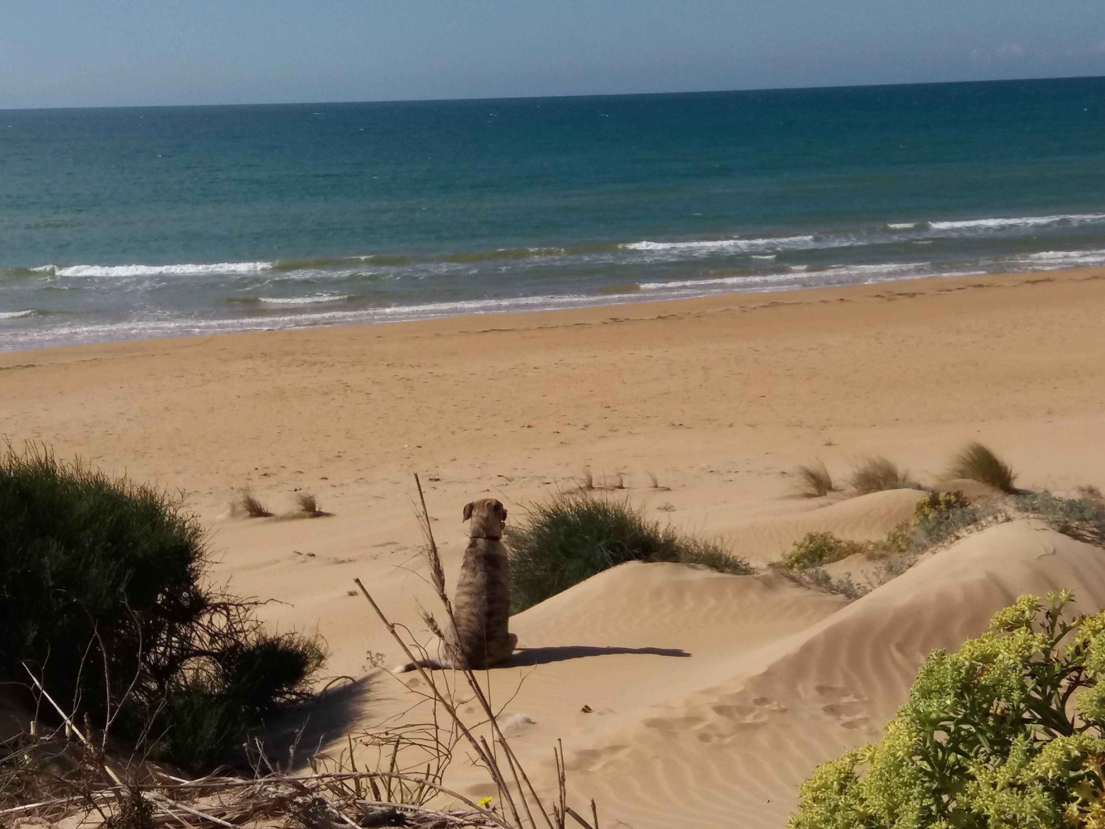 Une plage avec des dunes de sable et une végétation clairsemée.