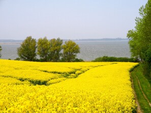Een veld met gele bloemen, een waterpartij en bomen op de achtergrond.
