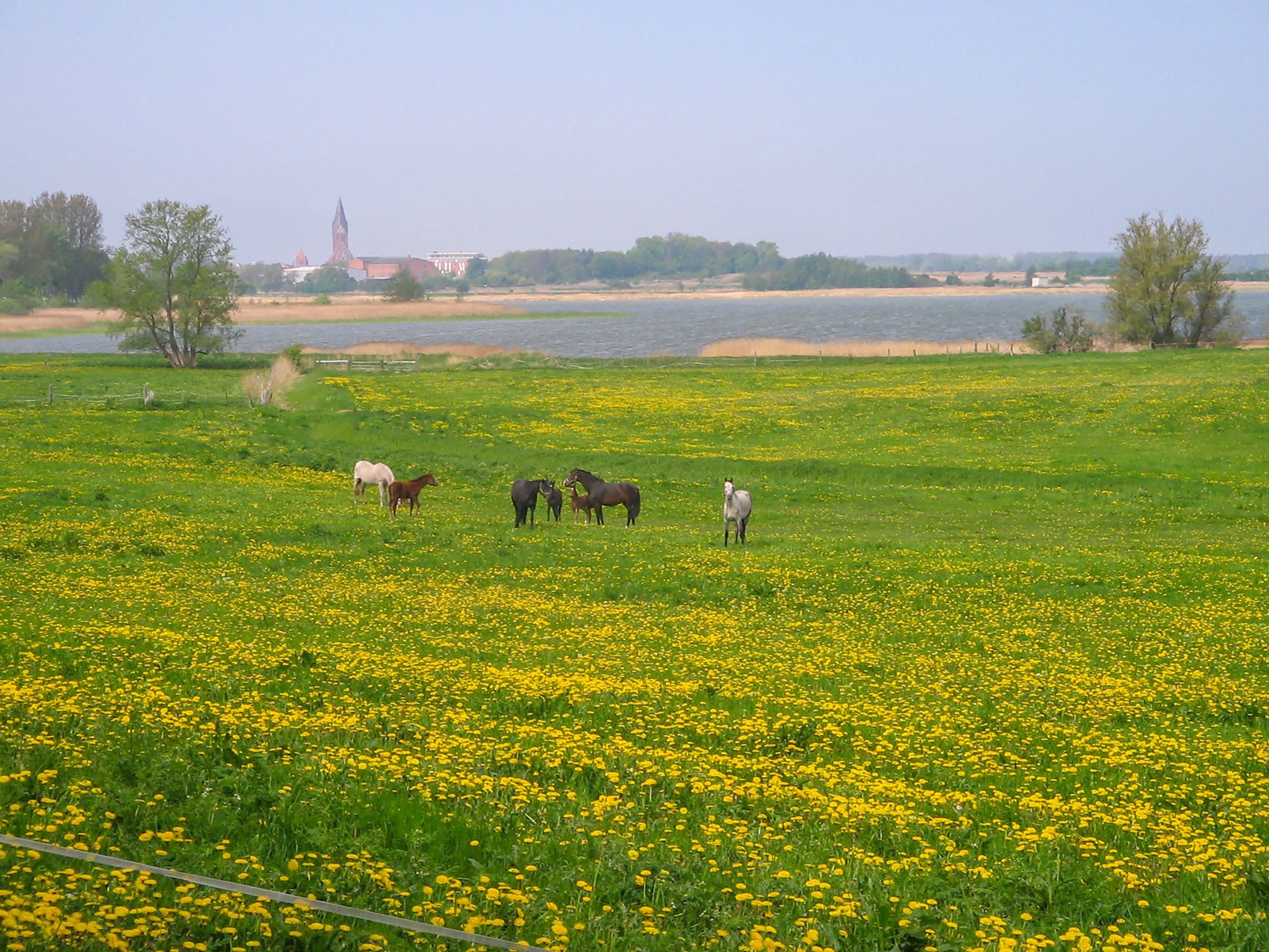 A field with horses and a distant building.