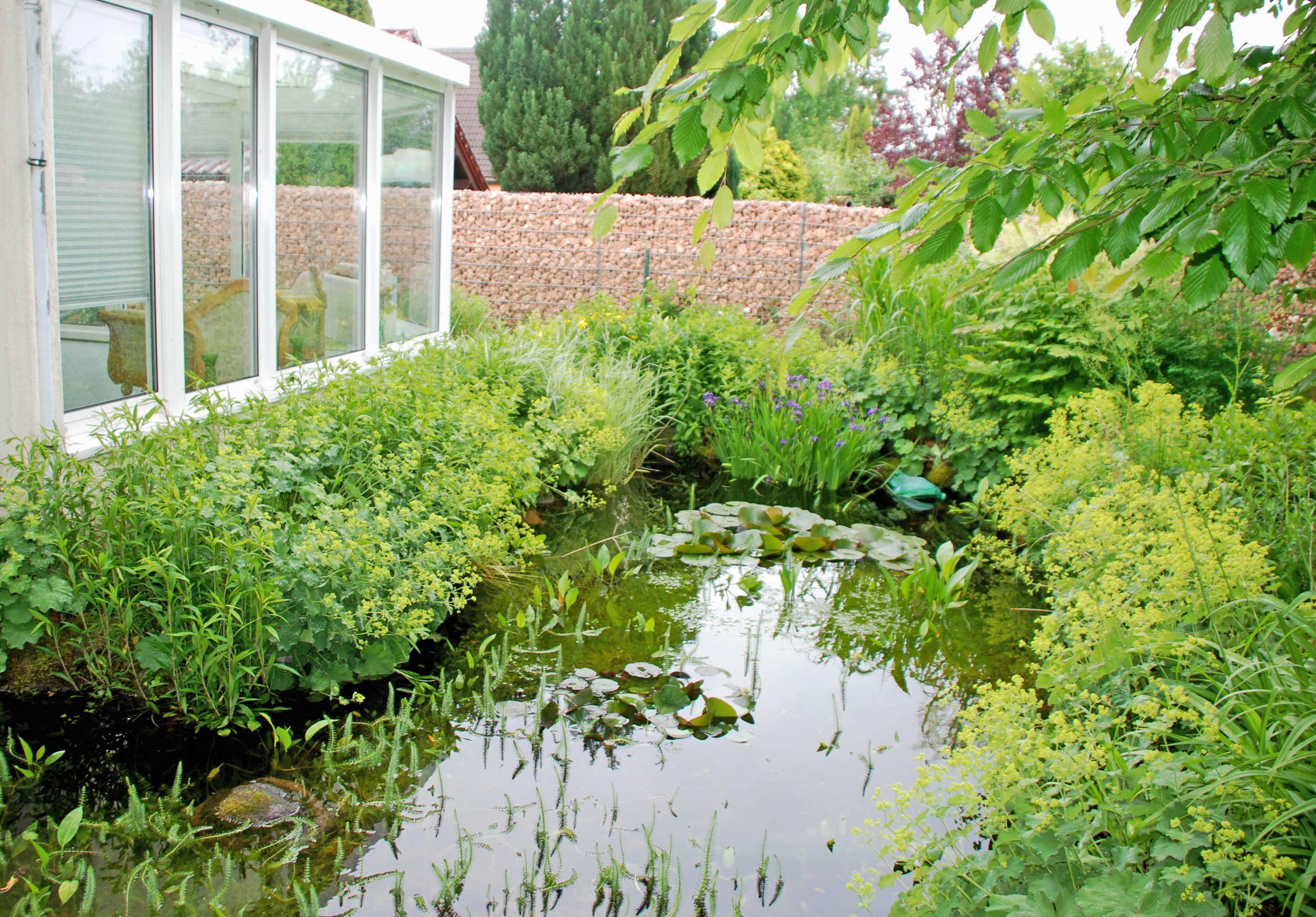 A garden with a pond, a stone wall, and a building with large windows.