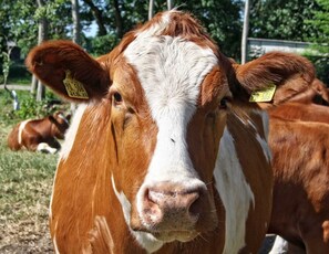 Unclassified image, 3 of 22, button - Vacation apartment 1 - Ferienhof Petersen: Vacation in the inland (Großenwiehe)