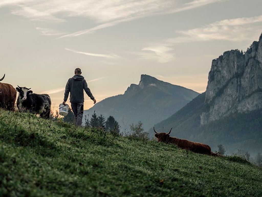 Une personne se trouve sur une colline herbeuse, entourée de bétail, avec des montagnes en arrière-plan.