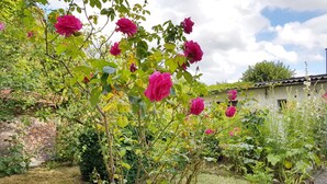 A garden with blooming pink roses and a rustic building in the background.