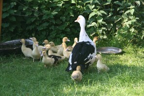 Immagine non classificata, 5 di 43, pulsante