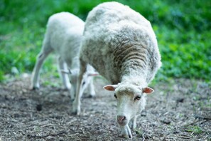 Uklassifisert bilde, 3 av 43, knapp