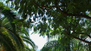 A paved pathway lined with palm trees and greenery, leading to a building with a tiled roof.