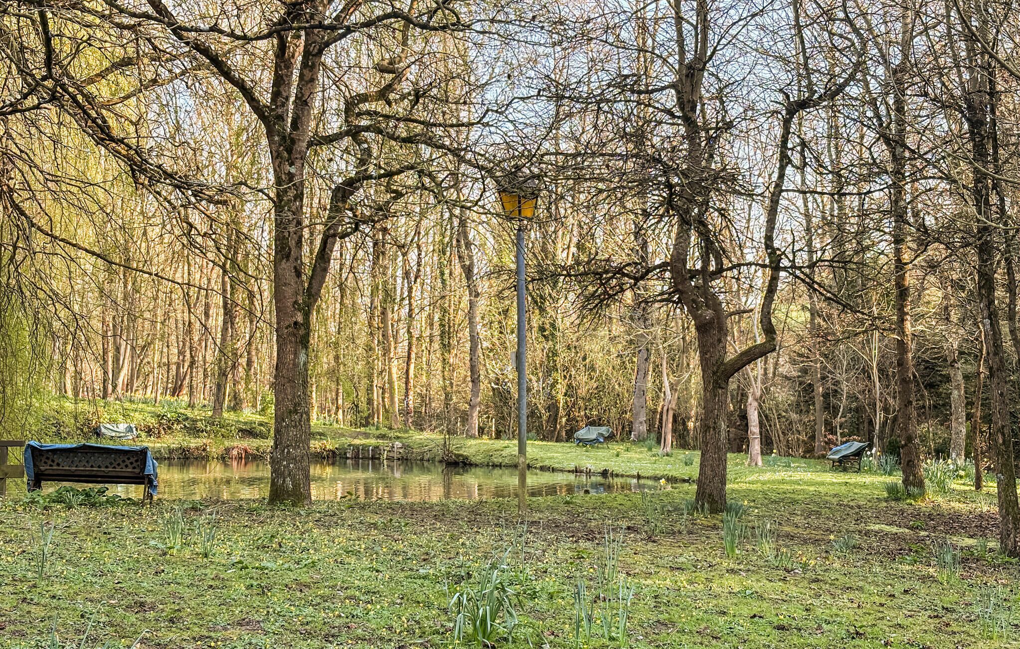 A park with a bench, trees, and a pond.