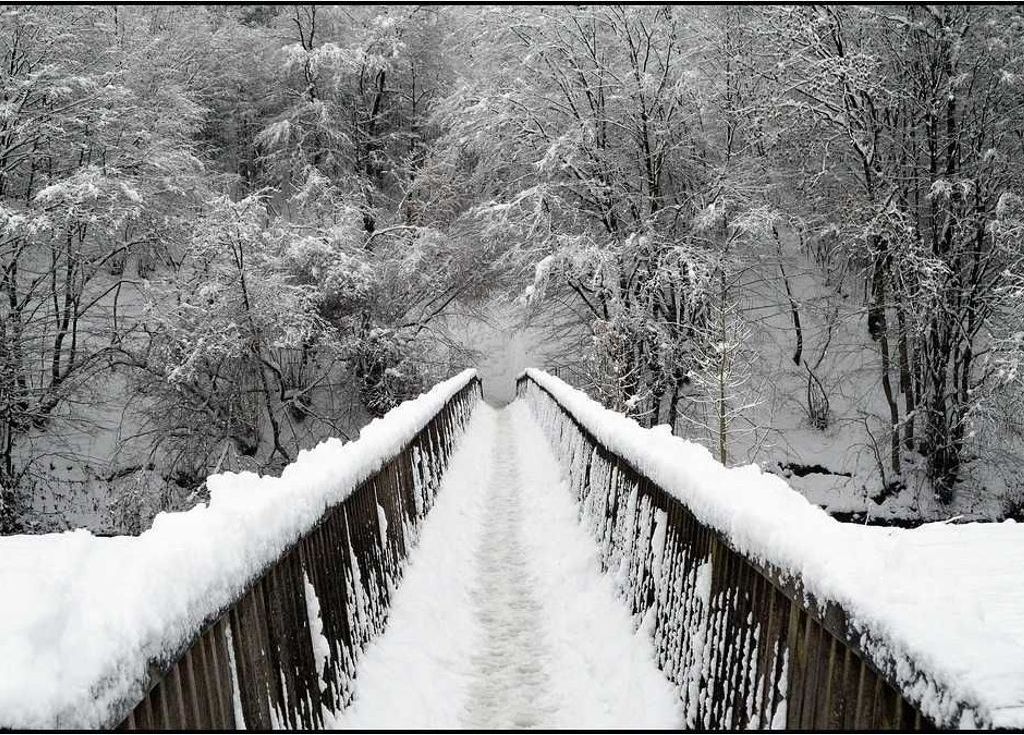 A snow-covered bridge in a forest.