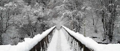 A snow-covered bridge in a forest.