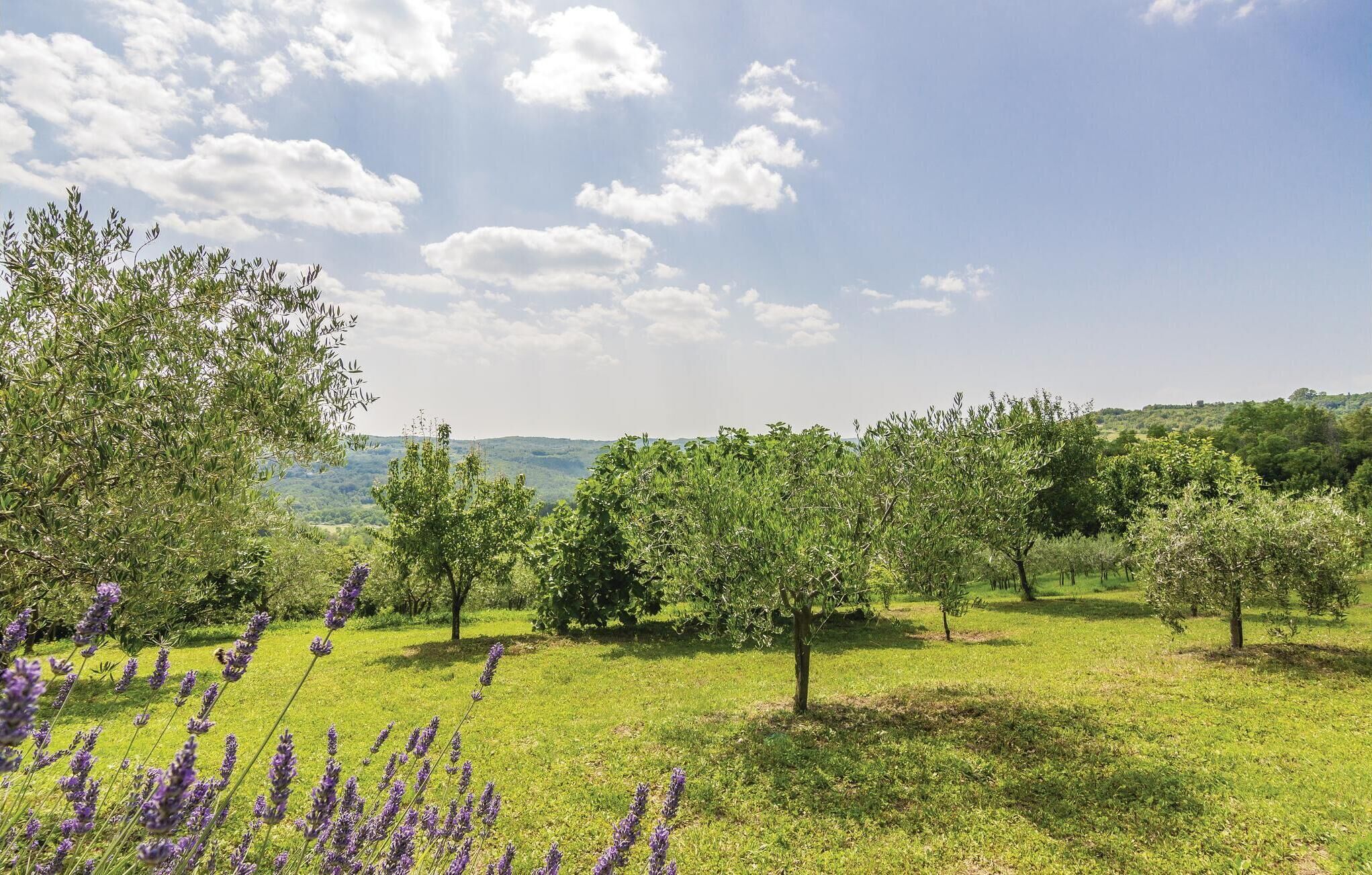 A grassy field with trees and lavender bushes.