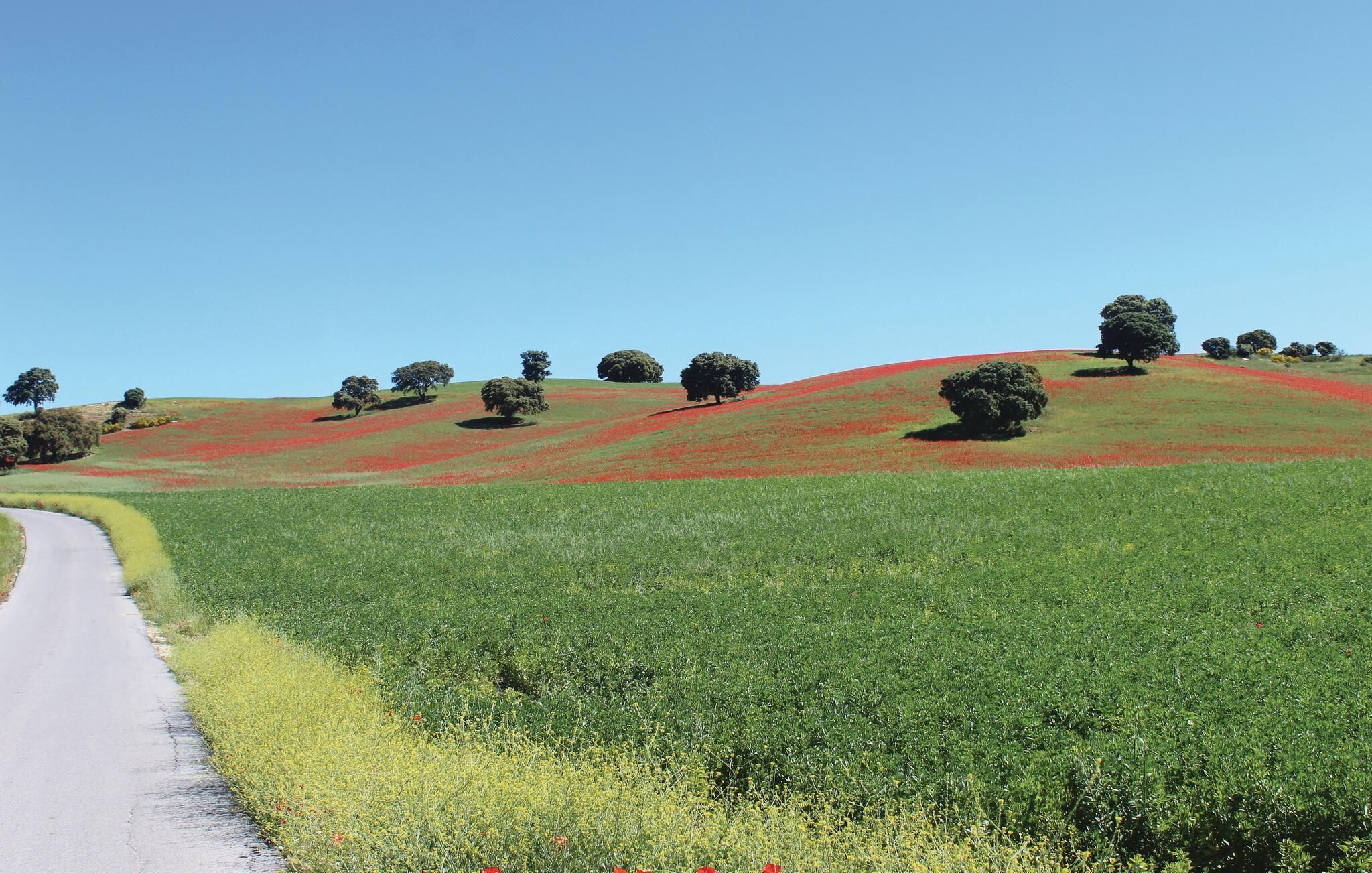 A rural landscape with rolling hills, a winding road, and scattered trees.