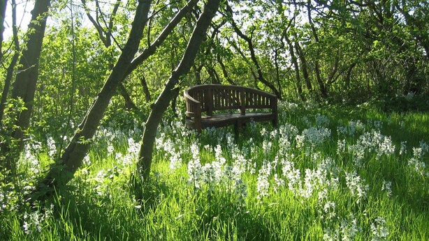 Een bank in een grasrijke omgeving met bomen en witte bloemen.