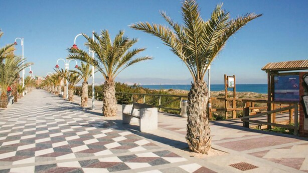 Un sendero pavimentado bordeado de palmeras y vistas al mar.