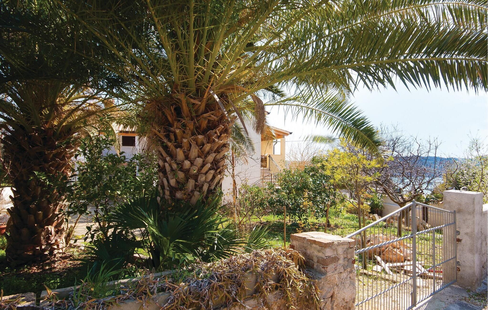 A palm tree in a garden area with a stone wall and metal gate.