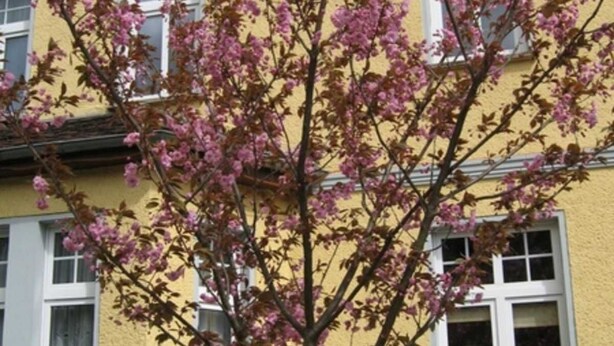 Un bâtiment jaune avec une enseigne indiquant « Pension Villa Martha », et un arbre aux fleurs roses devant.