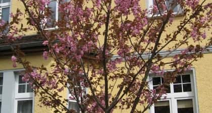 Mehrbettzimmer - gelbes Zimmer - Pension Villa Martha