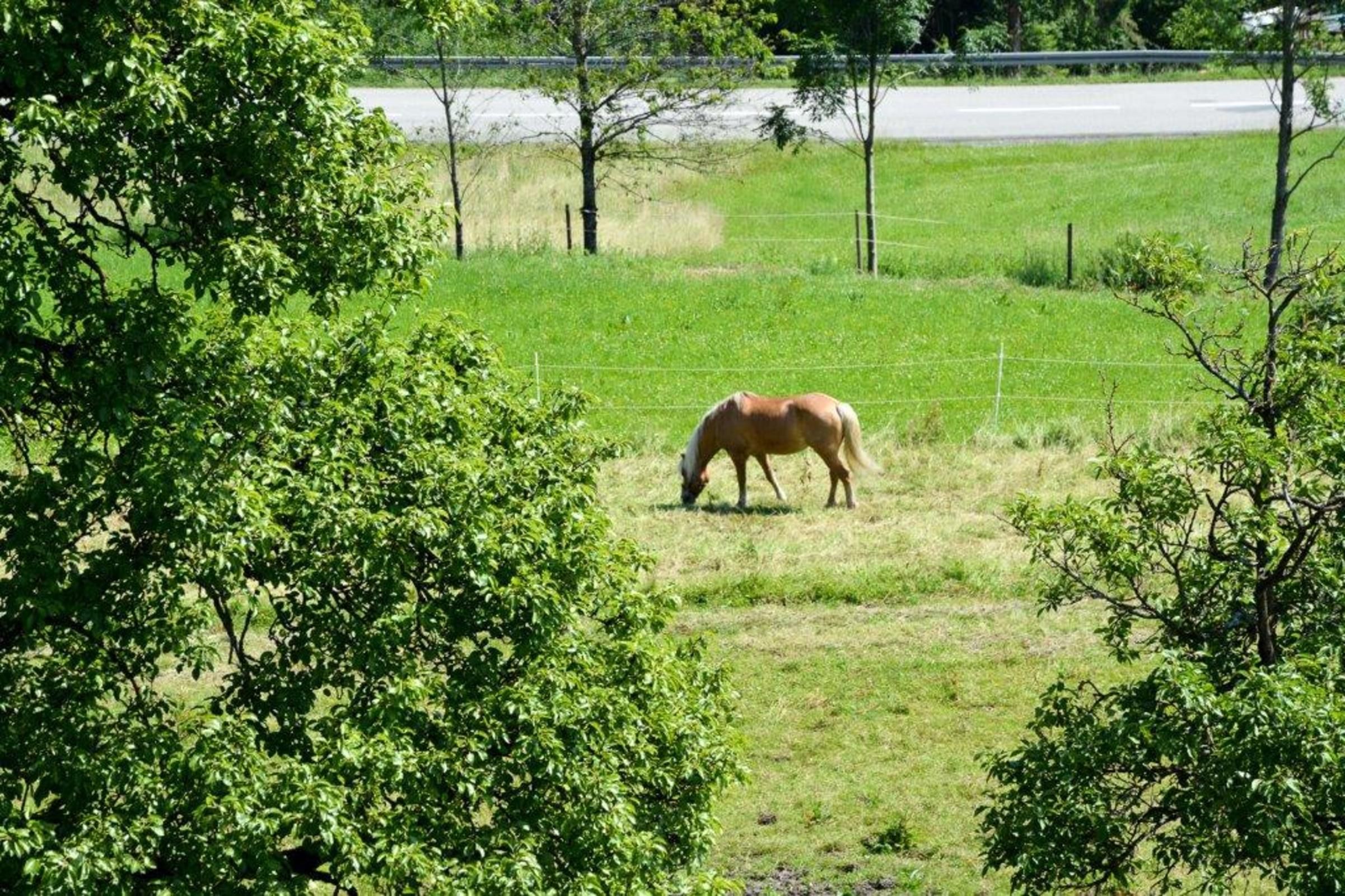 A horse grazing in a grassy field with trees and a fence in the background.
