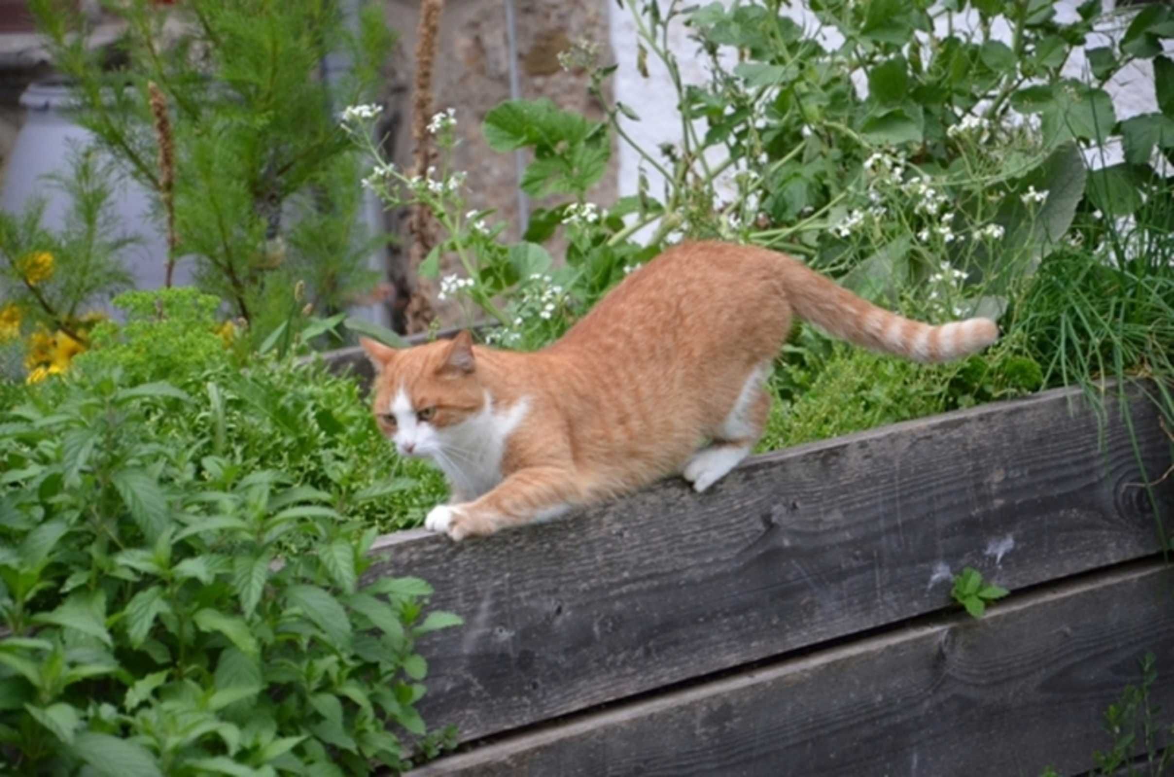 Eine Katze auf einem hölzernen Sims, umgeben von Grünpflanzen.