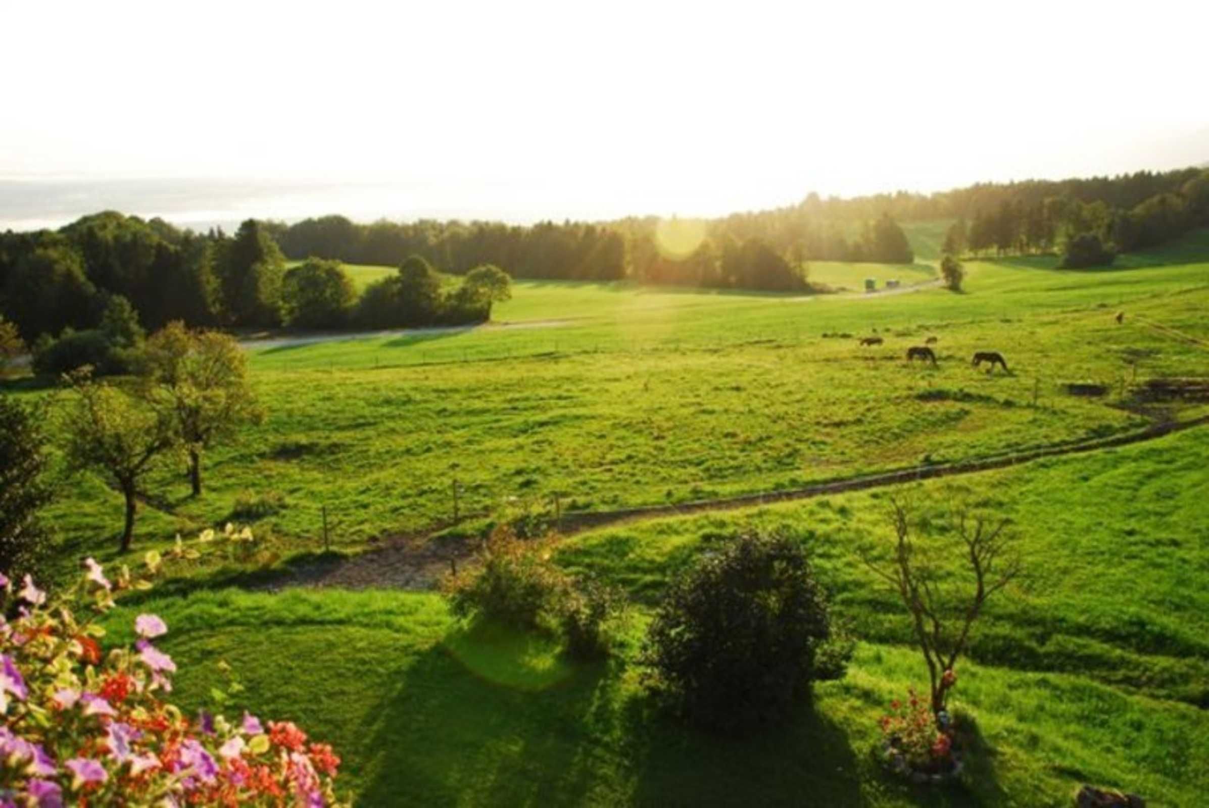 Ein grünes Feld mit Bäumen und einem Zaun.