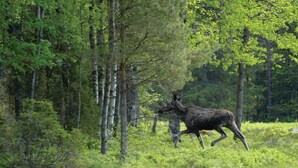 Un élan dans une zone boisée, avec de grands arbres et un sous-bois dense.