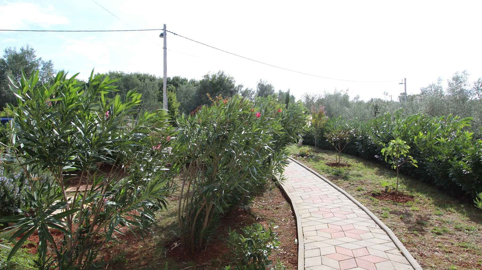 Un sendero pavimentado en un jardín ajardinado con diversas plantas y árboles.