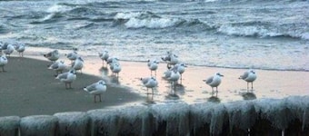 Sea Eagle 223 - Holiday Park Streckelsberg * 10 min. To the Baltic Sea beach *