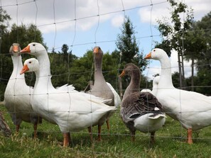 A group of geese standing behind a wire fence in a grassy area.