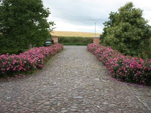 A cobblestone pathway flanked by vibrant pink flowers leading to a building with a brick entrance.