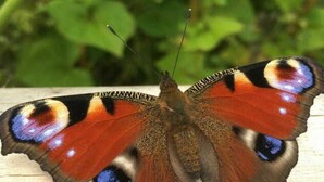 Un papillon aux motifs colorés sur les ailes, posé sur une surface en bois.