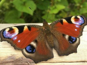 Photo non classée, 5 sur 17, bouton