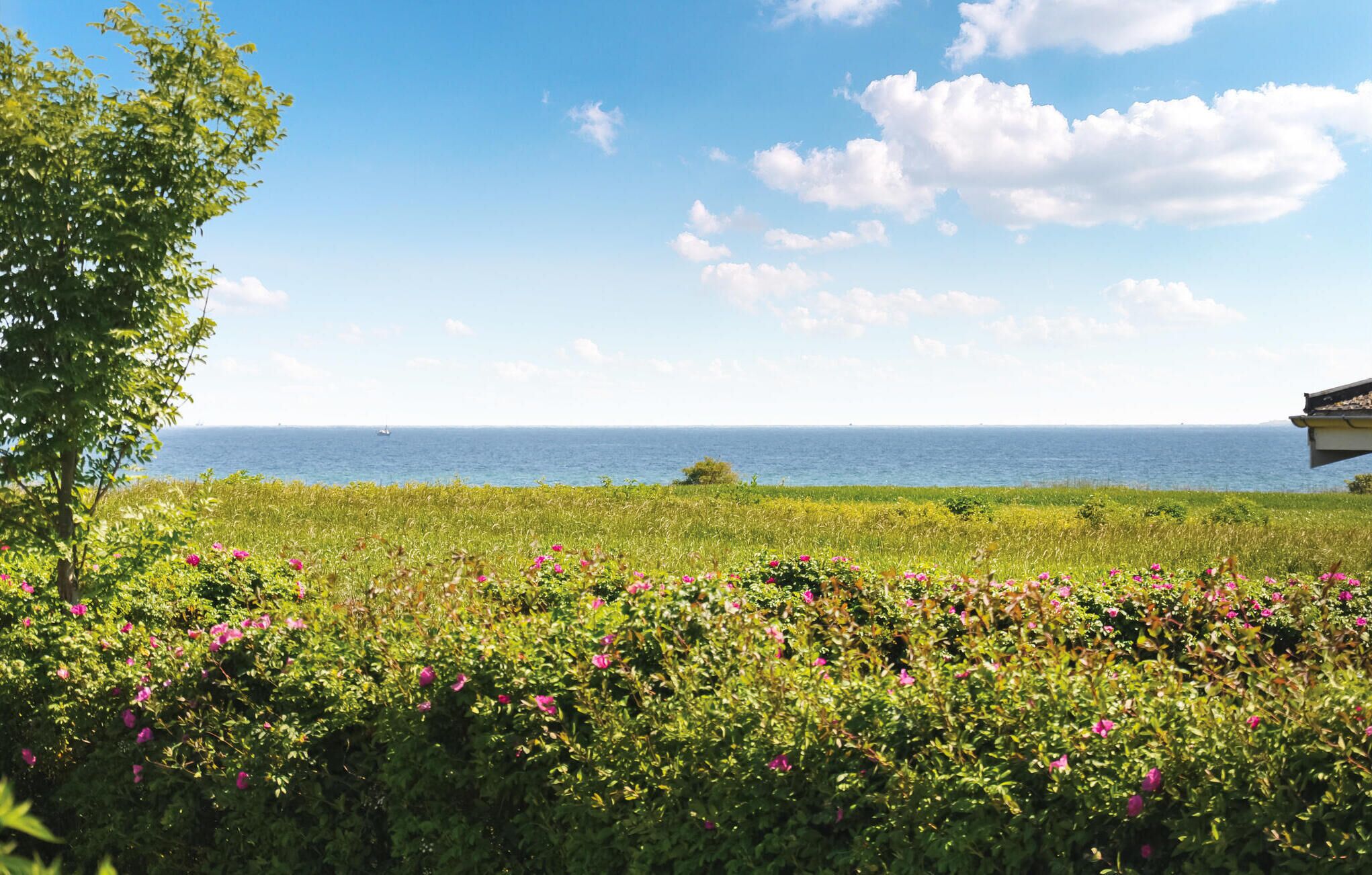 A coastal landscape with a view of the sea, a grassy area with pink flowers, and a tree.
