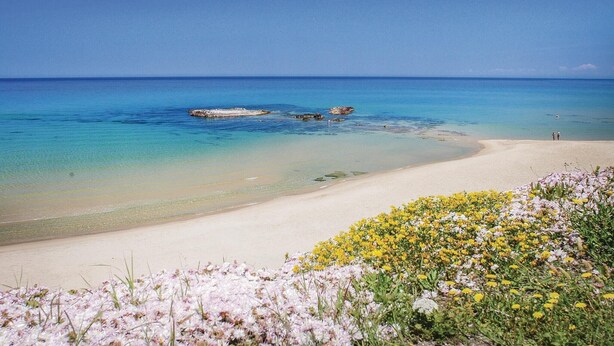 Ein Strand mit klarem, blauem Wasser, einem sandigen Ufer und verschiedenen Wildblumen im Vordergrund.