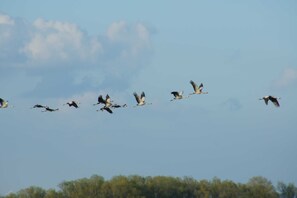 Unclassified image, 4 of 12, button - Ferienzimmer Günther 3 in EC - Ferienzimmer Günther - Property 28985 (Rostock)