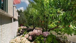 Un jardín con hortensias y un árbol frutal.