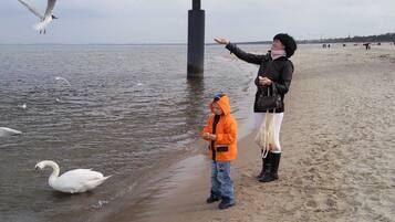 A beach scene with a bridge, swans, and people.